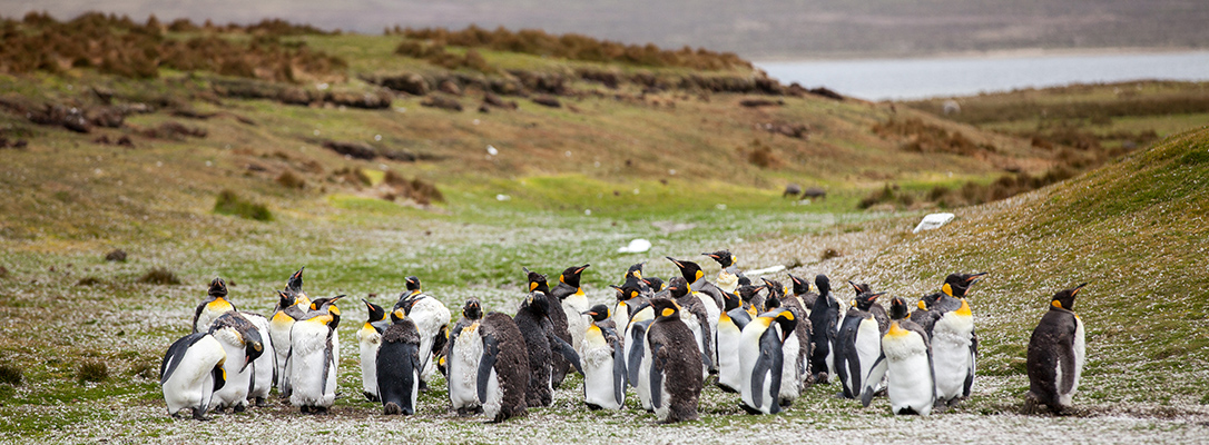 Group of penguins