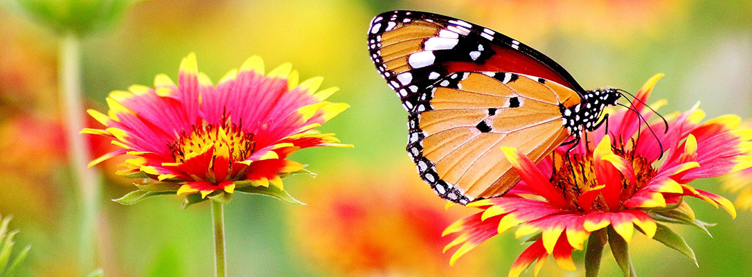 Butterfly on a flower