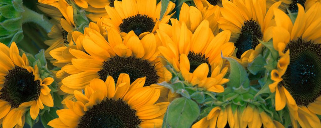 Gardening Sunflowers