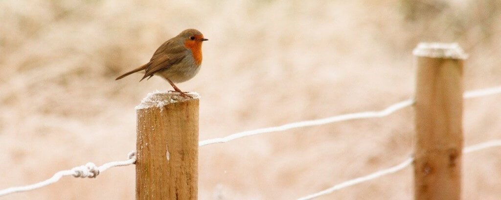 Robin Birdwatching