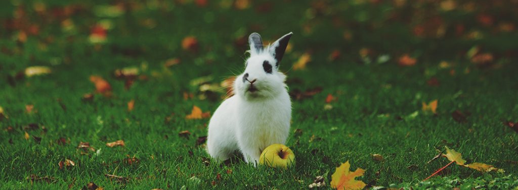 Rabbit on the grass