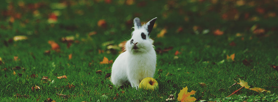 Rabbit on the grass