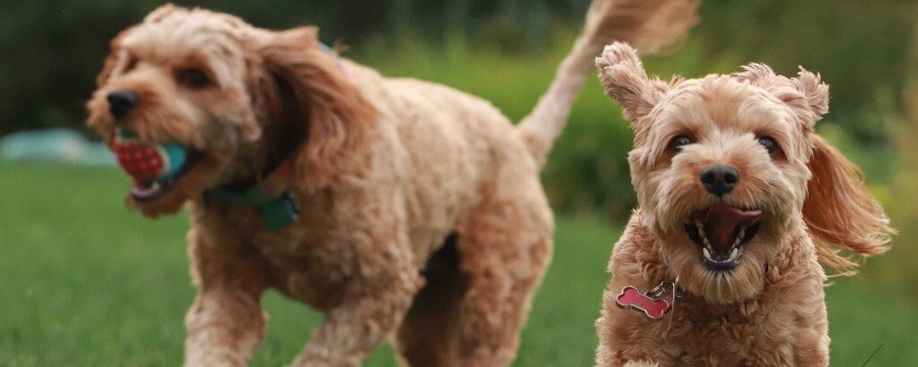 Two dogs running in the garden