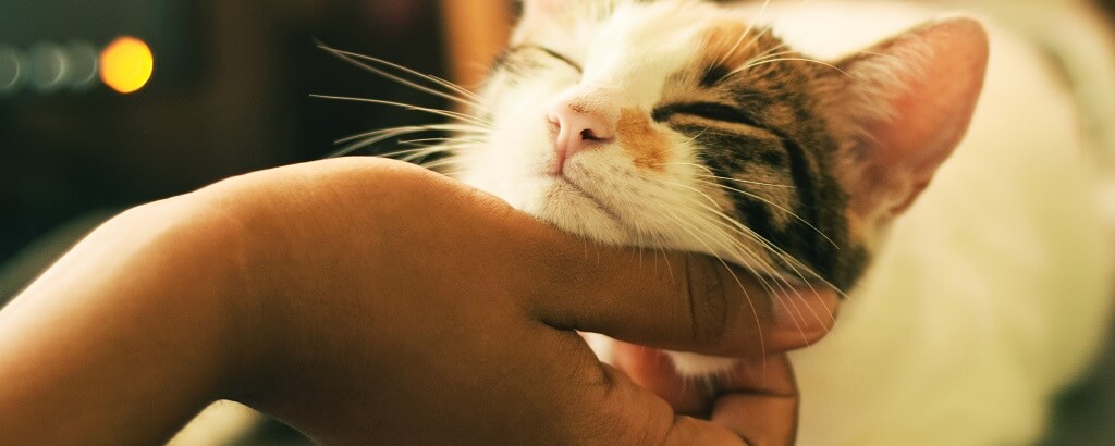 a cat receiving a comforting chin scratch on national pet day