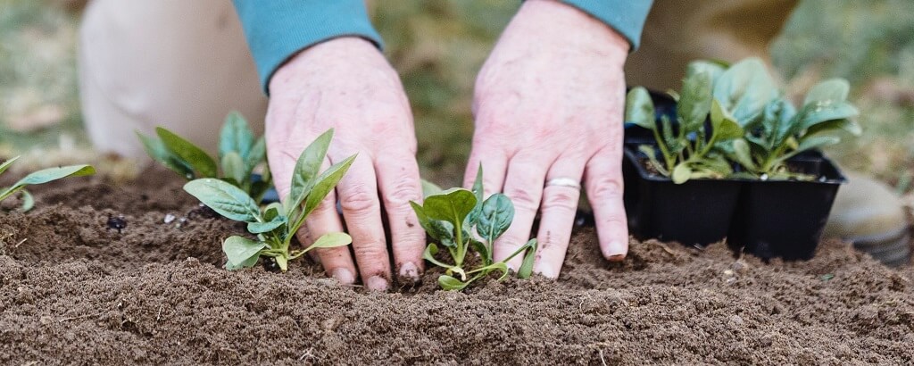 elderly person planting in their garden