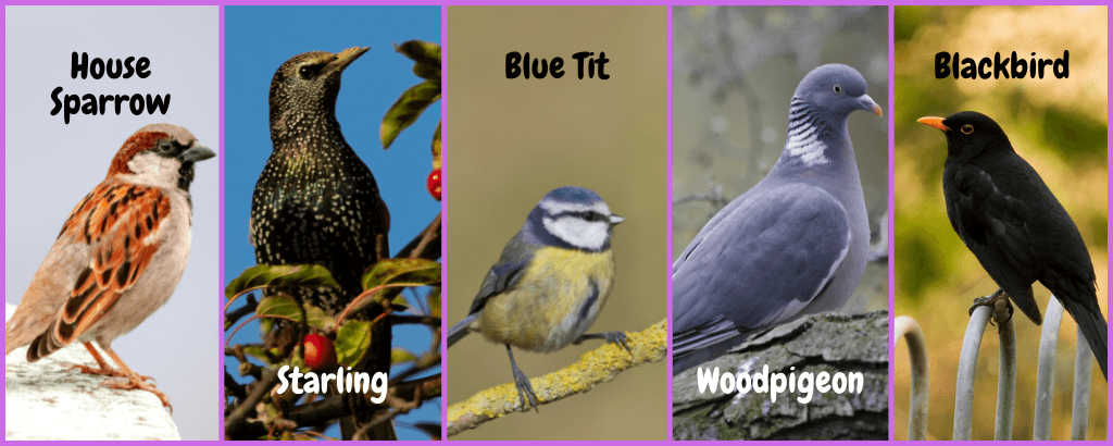 five images of common garden birds, a house sparrow, starling, blue tit, woodpigeon, and blackbird