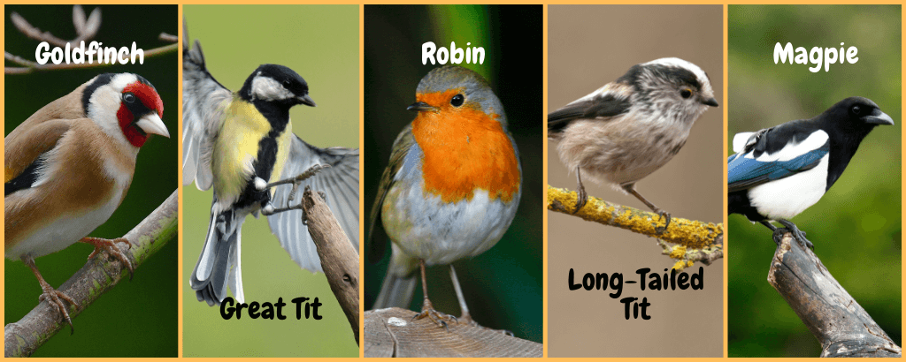 five images of common garden birds, a goldfinch, great tit, robin, long-tailed tit, and magpie