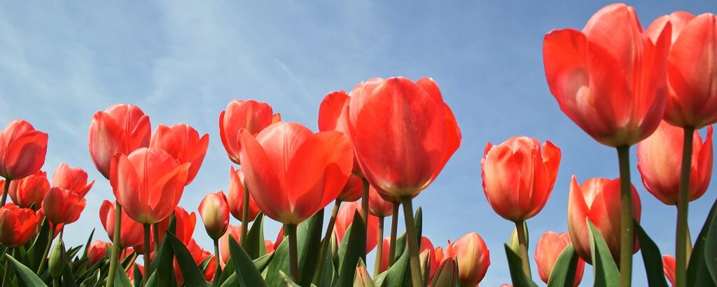 flowers under blue sky