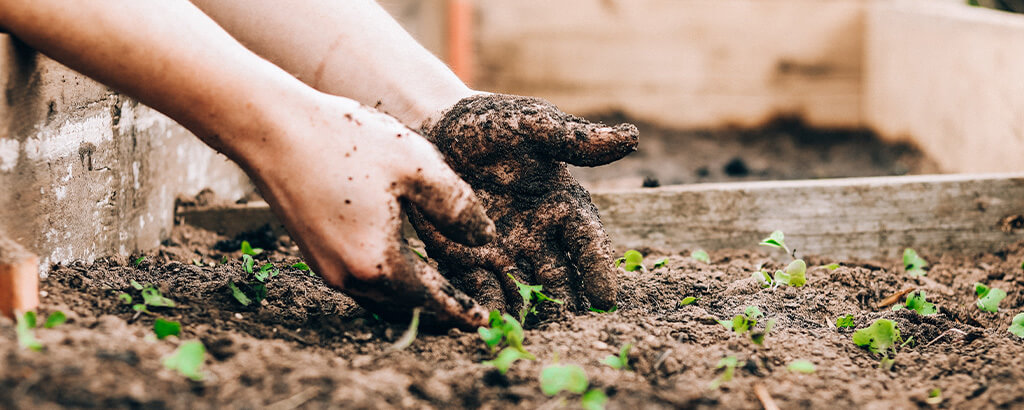 person gardening during national allotment week