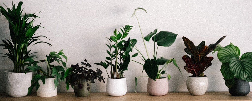houseplants that can benefit health